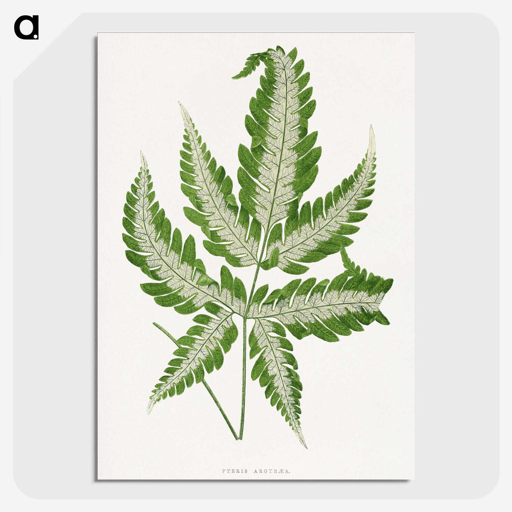 1-56_Plants-with-Colored-Foliage_picture-crop