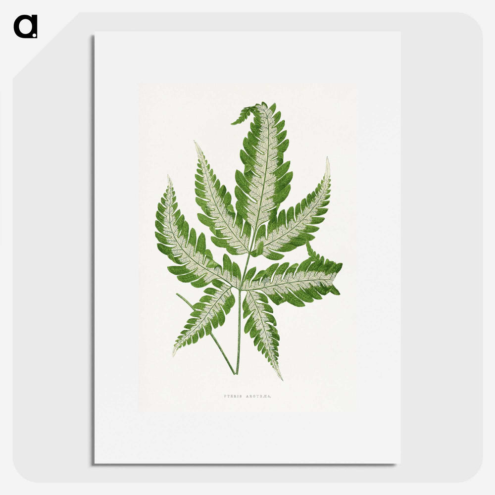 1-56_Plants-with-Colored-Foliage_picture