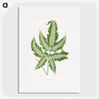 1-56_Plants-with-Colored-Foliage_picture