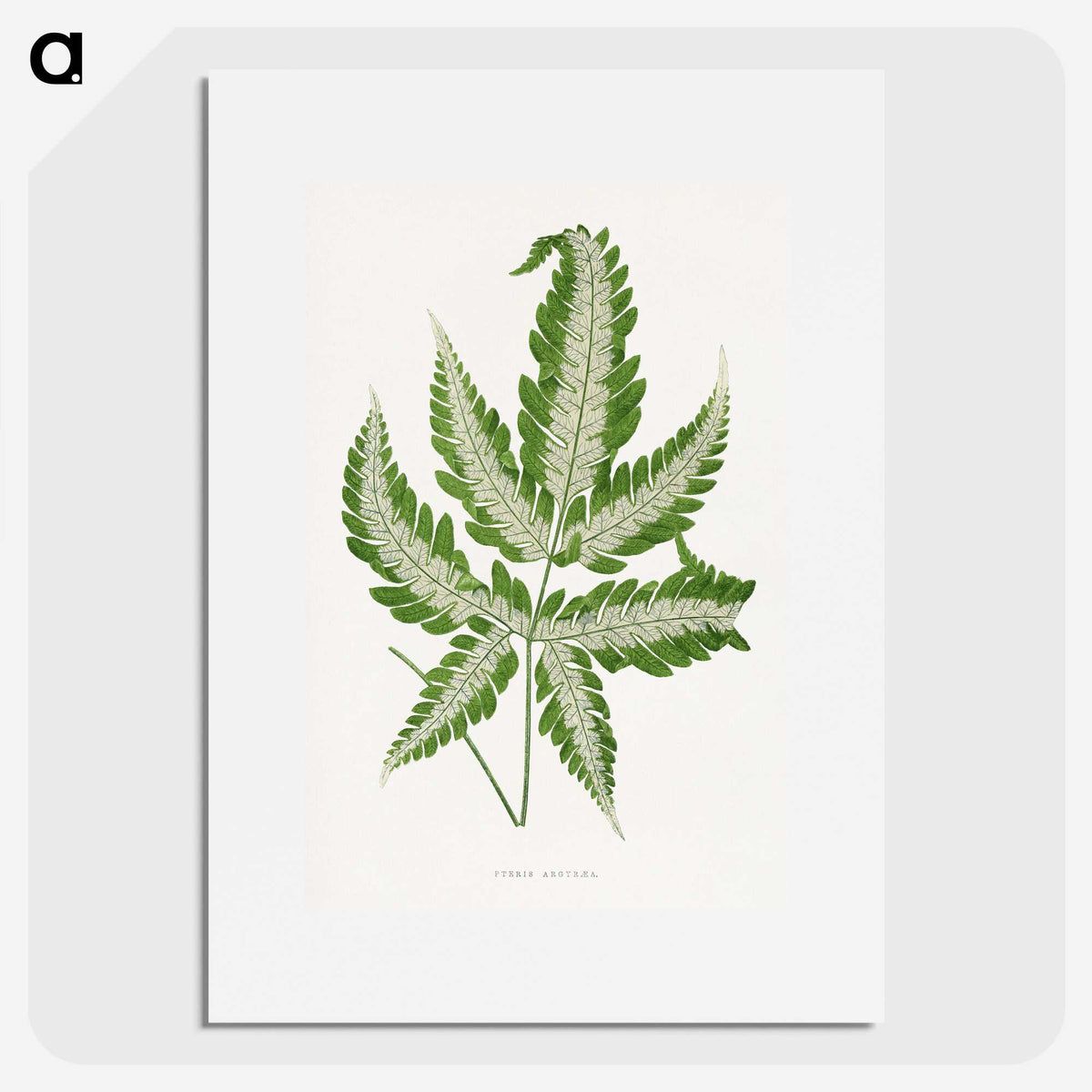 1-56_Plants-with-Colored-Foliage_picture