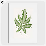1-56_Plants-with-Colored-Foliage_picture