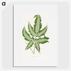 1-56_Plants-with-Colored-Foliage_picture