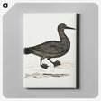 1-56_Robert-Jacob-Gordon_canvas