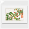 1-56_Seiyo-Soka-Zufu_picture