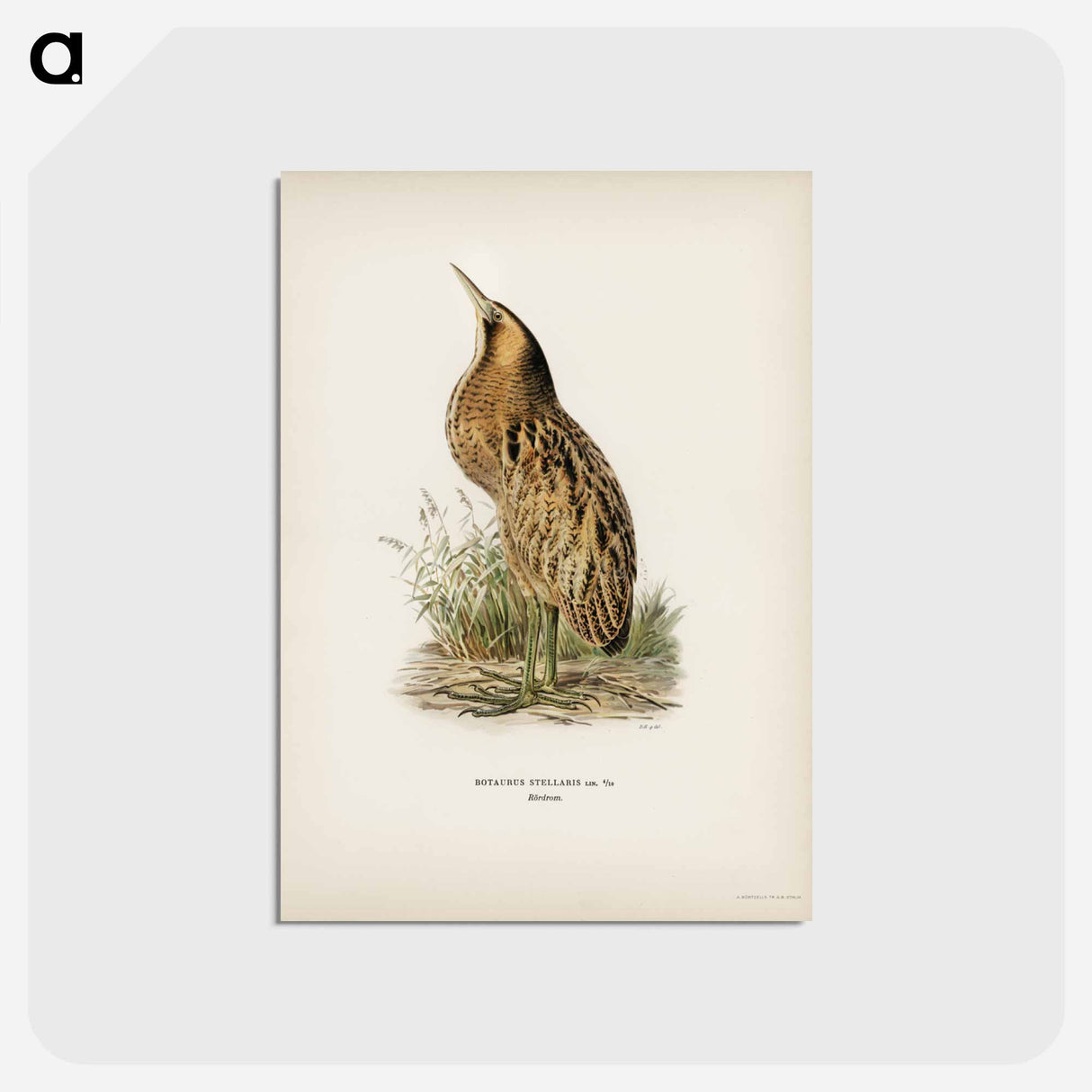アートポストカード-Bittern
 - スヴェンスカ フォグラル Postcard.