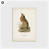 アートポストカード-Bittern
 - スヴェンスカ フォグラル Postcard.