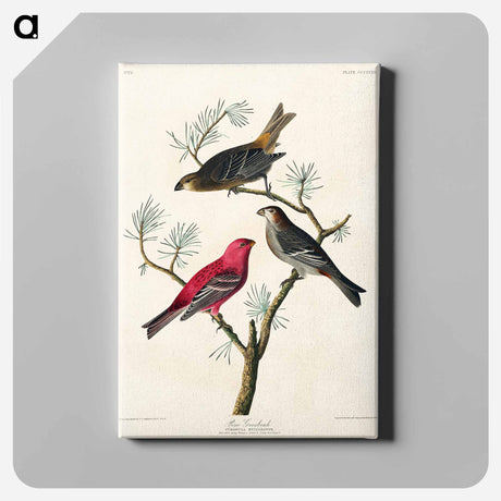 アートパネル-Pine Grosbeak from Birds of America
 - アメリカの鳥たち Canvas.