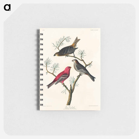 アートメモ帳-Pine Grosbeak from Birds of America
 - アメリカの鳥たち Memo.