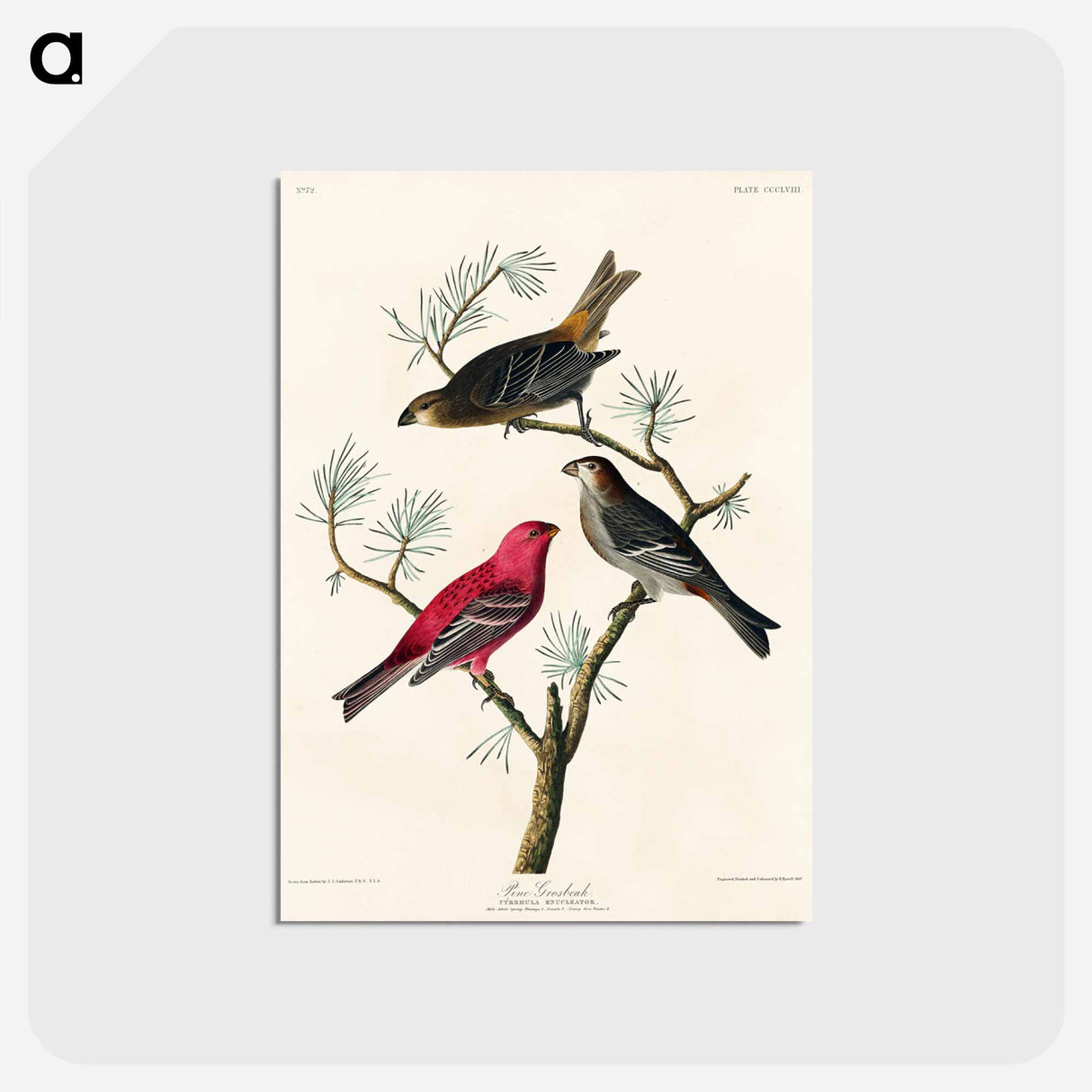 アートポストカード-Pine Grosbeak from Birds of America
 - アメリカの鳥たち Postcard.