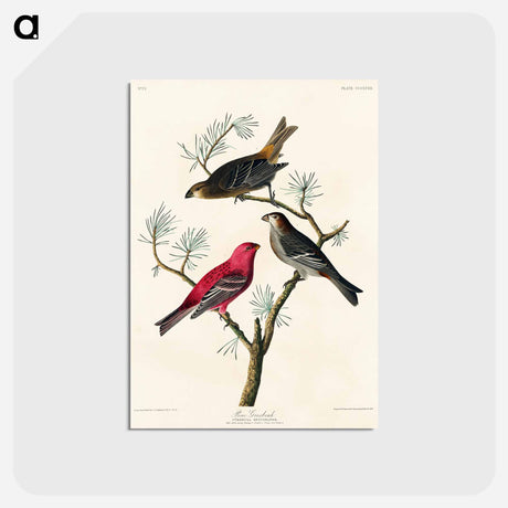 アートポストカード-Pine Grosbeak from Birds of America
 - アメリカの鳥たち Postcard.