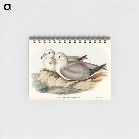 アートメモ帳-Silvery Grey Petrel
 - オーストラリアの鳥 Memo.