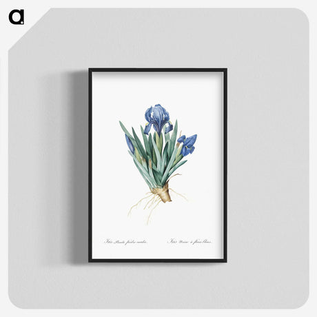 1-56_The-Lilies_blk-crop