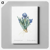1-56_The-Lilies_canvas