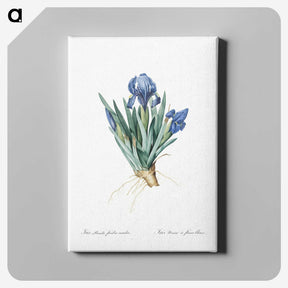 1-56_The-Lilies_canvas