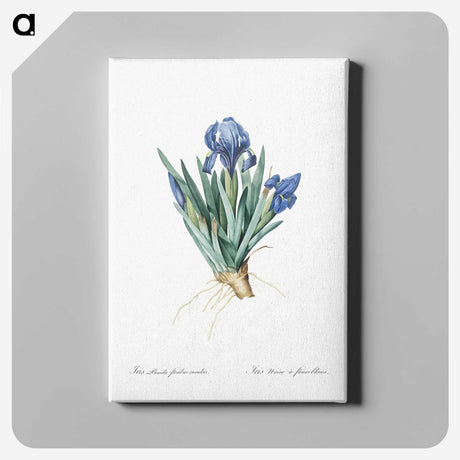1-56_The-Lilies_canvas