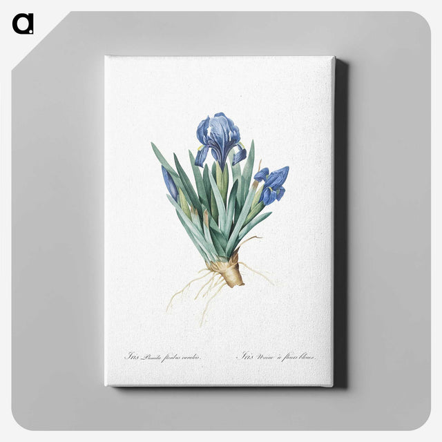 1-56_The-Lilies_canvas