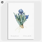 1-56_The-Lilies_picture-crop