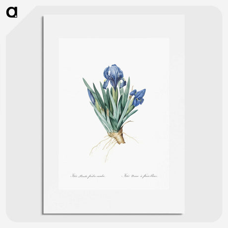 1-56_The-Lilies_picture
