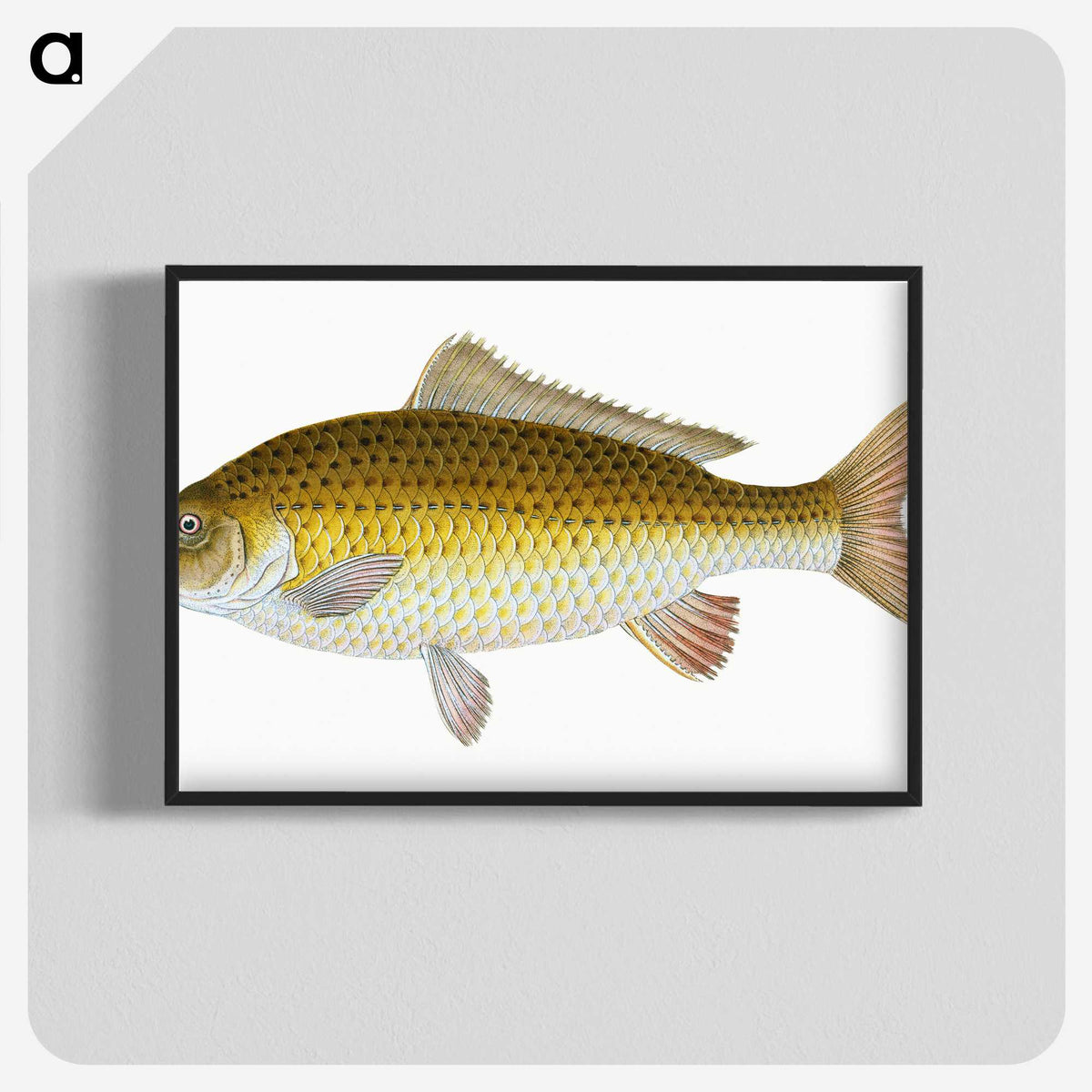 1-56_The-Natural-History-of-British-Fishes_blk-crop