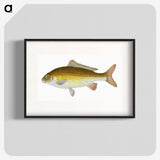 1-56_The-Natural-History-of-British-Fishes_blk