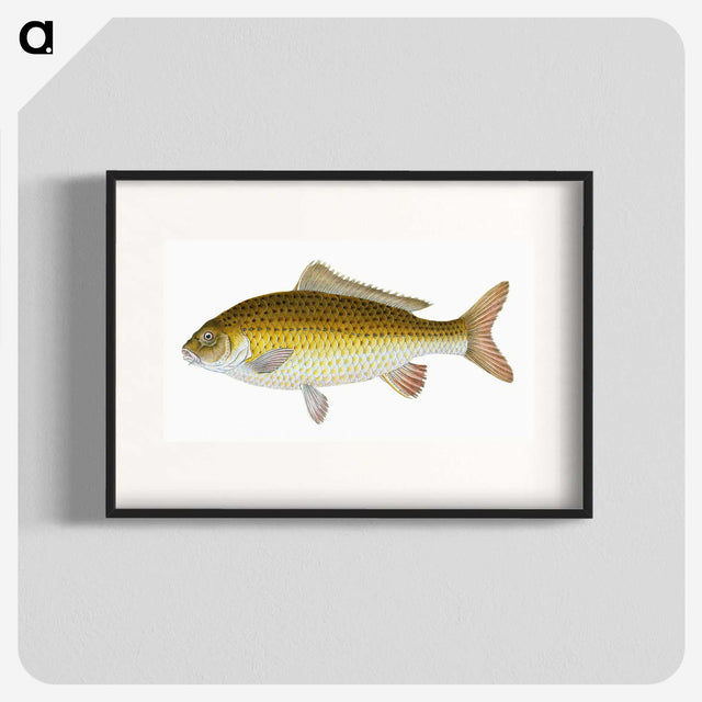 1-56_The-Natural-History-of-British-Fishes_blk