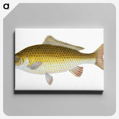 1-56_The-Natural-History-of-British-Fishes_canvas