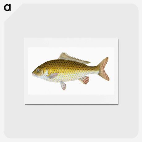 1-56_The-Natural-History-of-British-Fishes_hagaki