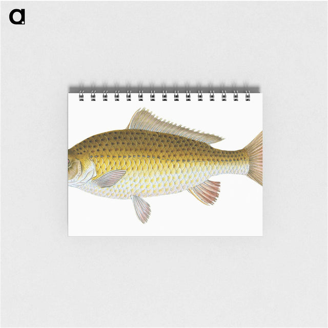1-56_The-Natural-History-of-British-Fishes_memo