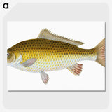 1-56_The-Natural-History-of-British-Fishes_picture-crop