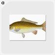 1-56_The-Natural-History-of-British-Fishes_postcard