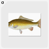 1-56_The-Natural-History-of-British-Fishes_postcard