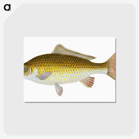 1-56_The-Natural-History-of-British-Fishes_postcard
