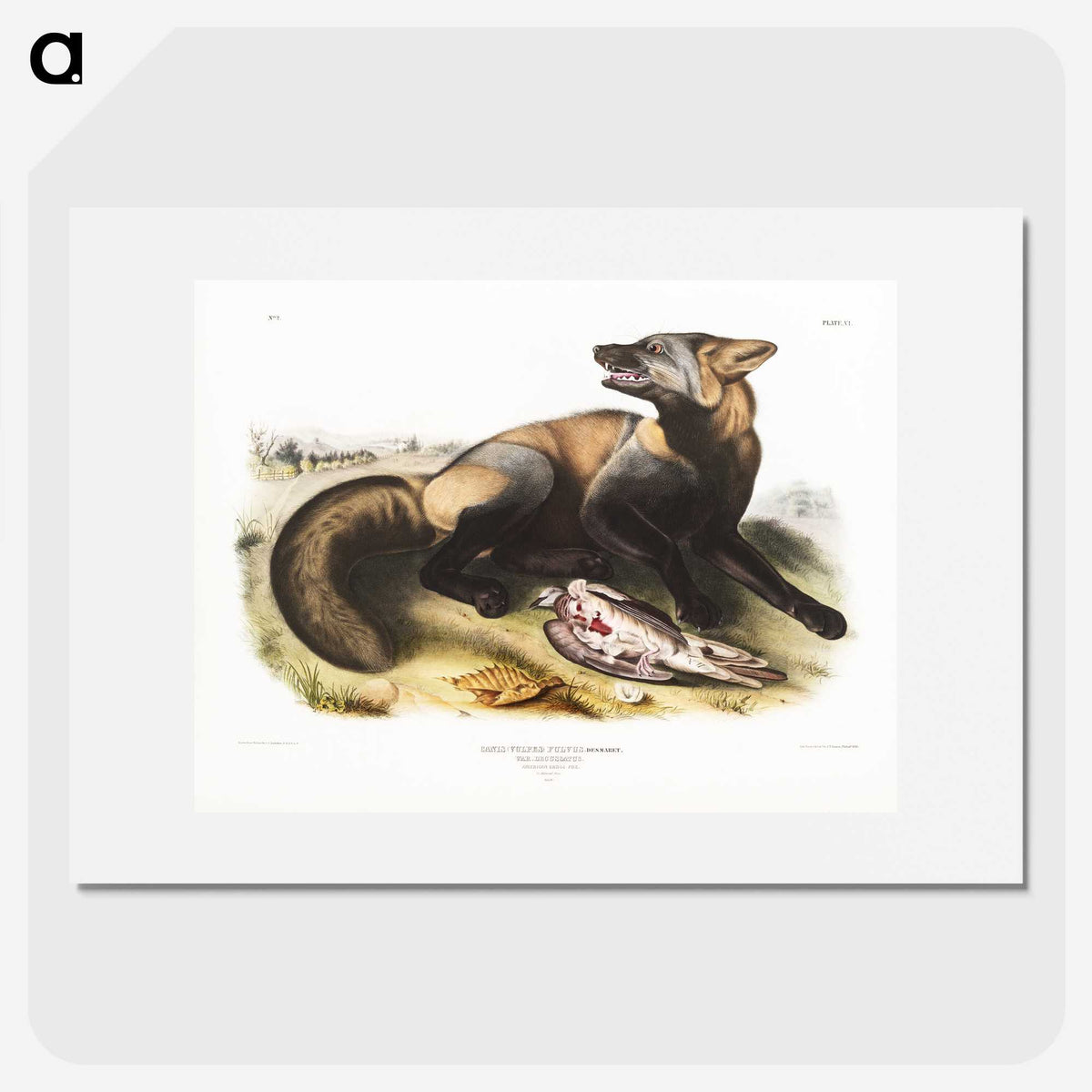 1-56_The-Viviparous-Quadrupeds_picture