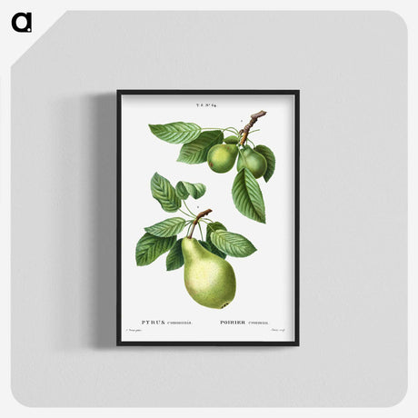 1-56_Treatise-on-Trees-and-Shrubs_blk-crop
