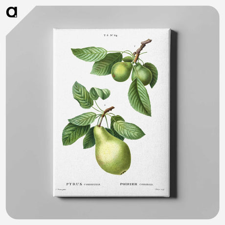 1-56_Treatise-on-Trees-and-Shrubs_canvas
