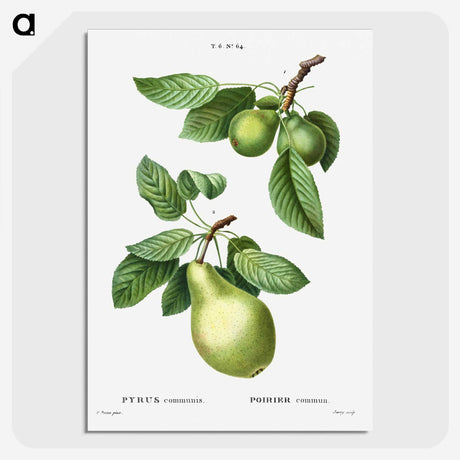 1-56_Treatise-on-Trees-and-Shrubs_picture-crop