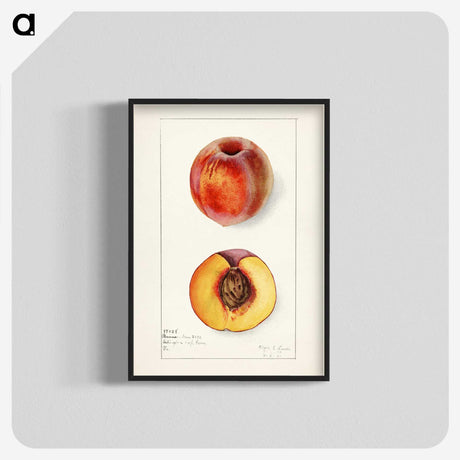 1-56_USDA-Watercolor-Fruit-Painting-Collection_blk-crop