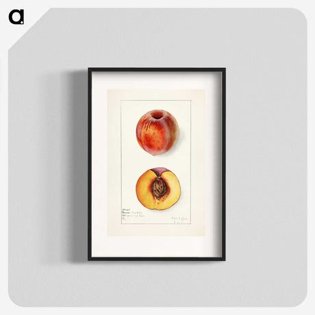 1-56_USDA-Watercolor-Fruit-Painting-Collection_blk