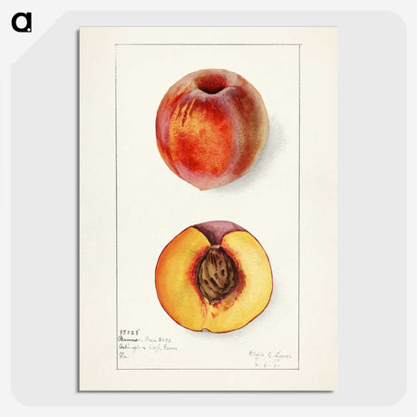 1-56_USDA-Watercolor-Fruit-Painting-Collection_picture-crop