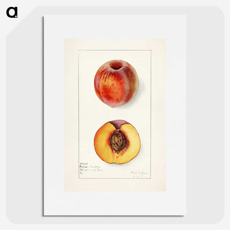 1-56_USDA-Watercolor-Fruit-Painting-Collection_picture