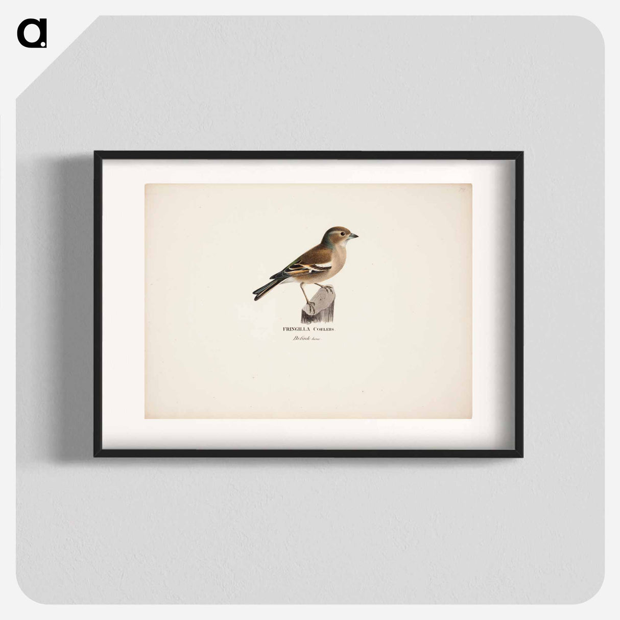 Female chaffinch - Wilhelm von Wright Poster.