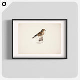 Female chaffinch - Wilhelm von Wright Poster.