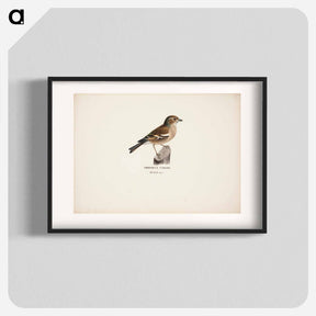 アートポスター-Female chaffinch - ヴィルヘルム フォン ライト Poster.