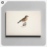 Female chaffinch - ヴィルヘルム フォン ライト Canvas.