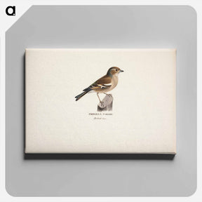 アートパネル-Female chaffinch - ヴィルヘルム フォン ライト Canvas.