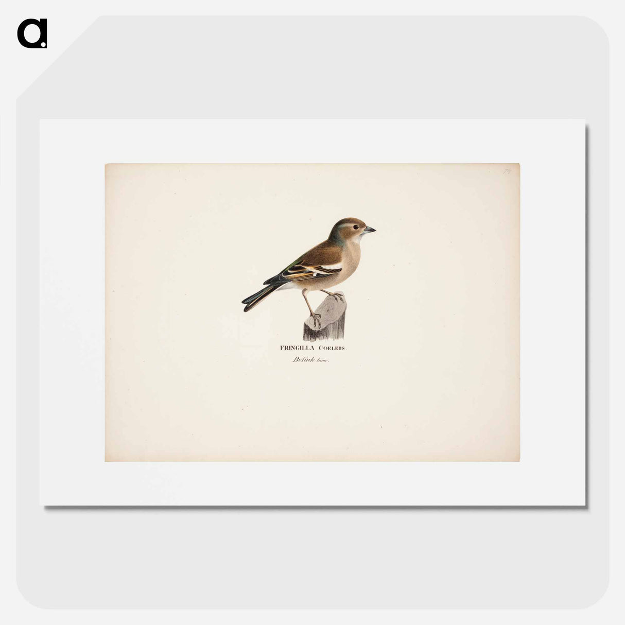 Female chaffinch - Wilhelm von Wright Poster.