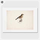 Female chaffinch - Wilhelm von Wright Poster.