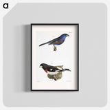 The Blue Grosbeak (Coccoborus ceruleus)  The Rose-breasted Grosbeak (Coccoborus ludovicianus) - ニューヨークの動物学 Poster.