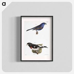 アートポスター-The Blue Grosbeak (Coccoborus ceruleus)  The Rose-breasted Grosbeak (Coccoborus ludovicianus) - ニューヨークの動物学 Poster.