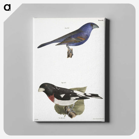 1-56_Zoology-of-New-York_canvas